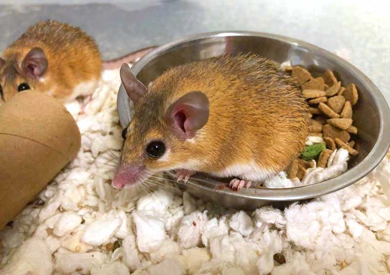 140 Mice in Pima County Need Homes, Available to Adopt